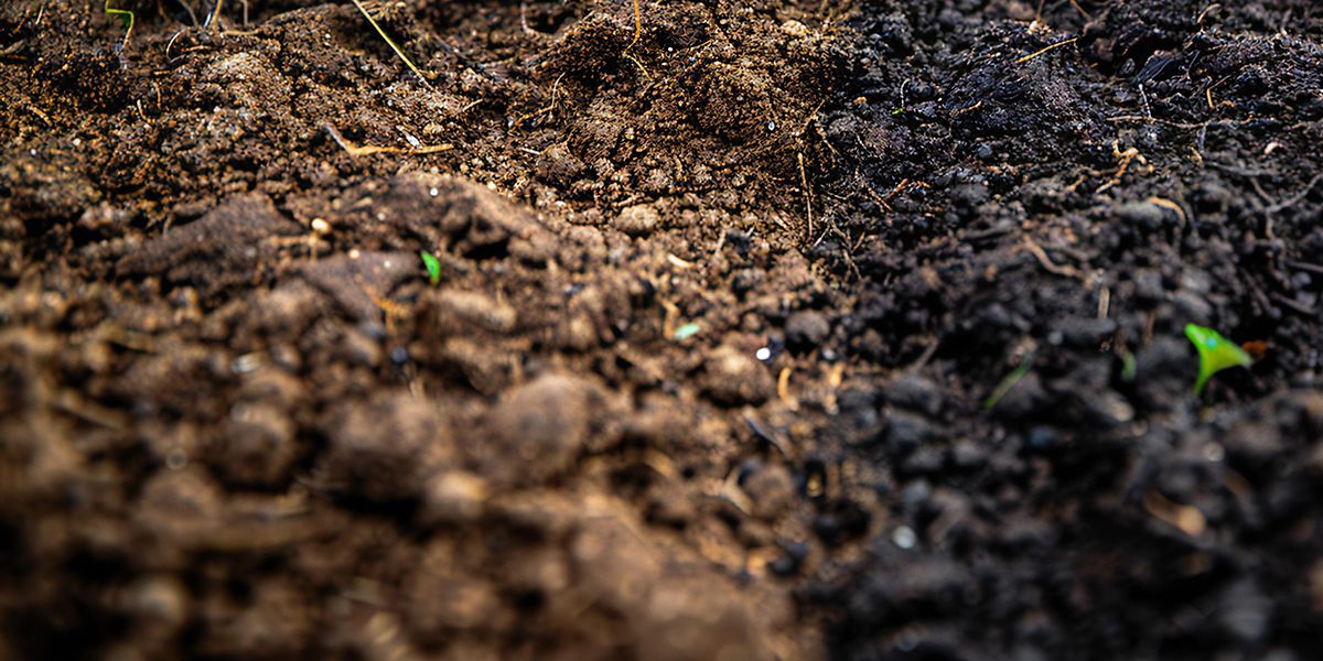 Pourquoi laisser la terre à nu dans votre jardin est une erreur majeure