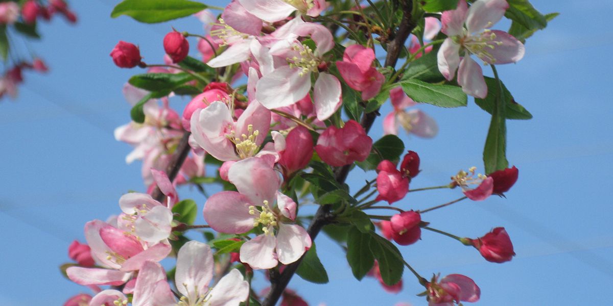 Un arbre ornemental aux multiples facettes