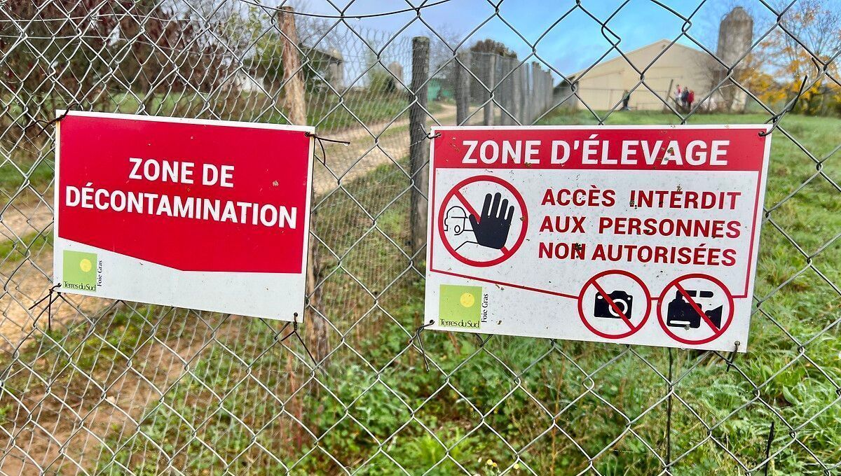 L'éleveur de Dordogne se réinvente après la grippe aviaire