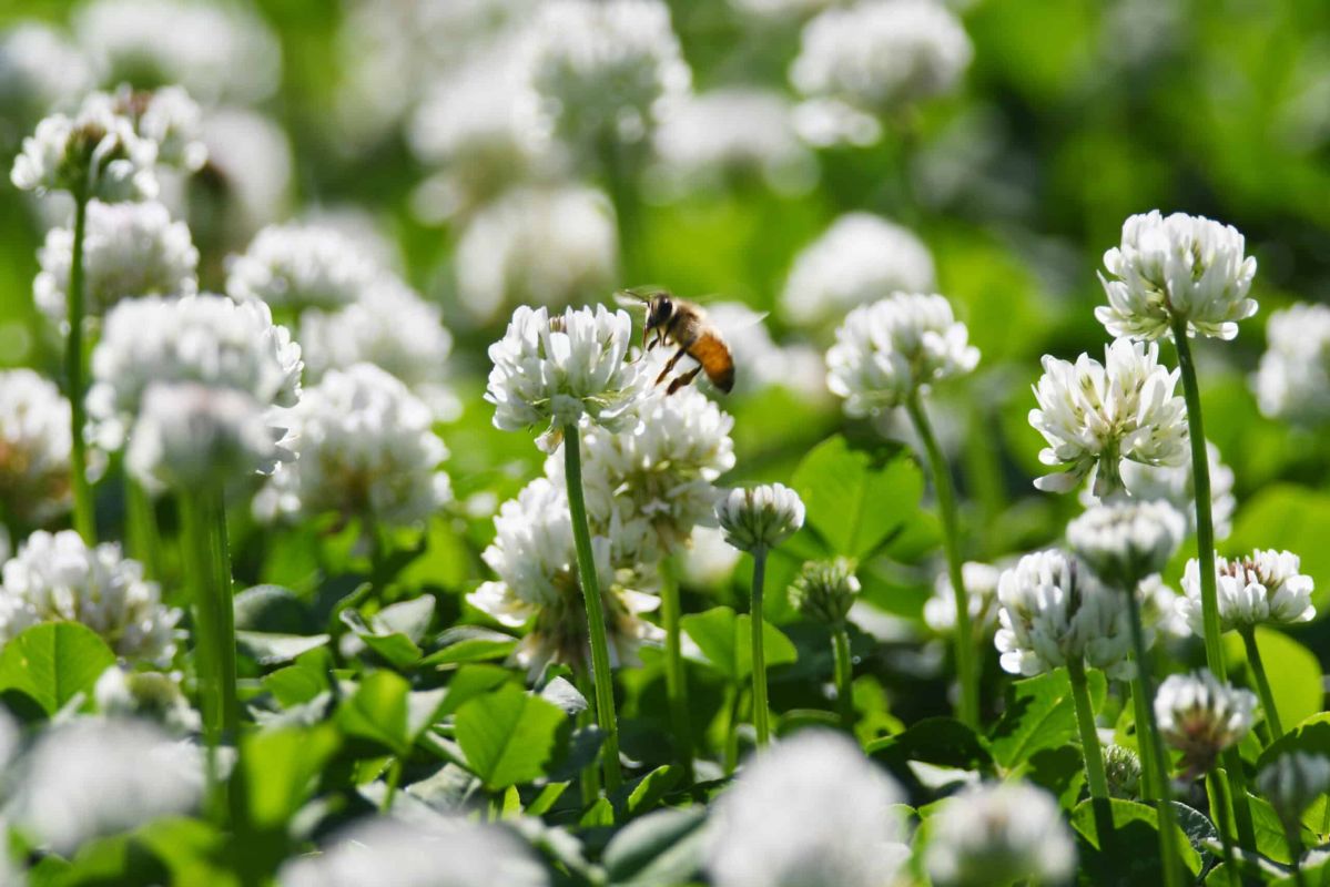 Le trèfle blanc : cette belle plante de jardin pleine de surprises comestibles