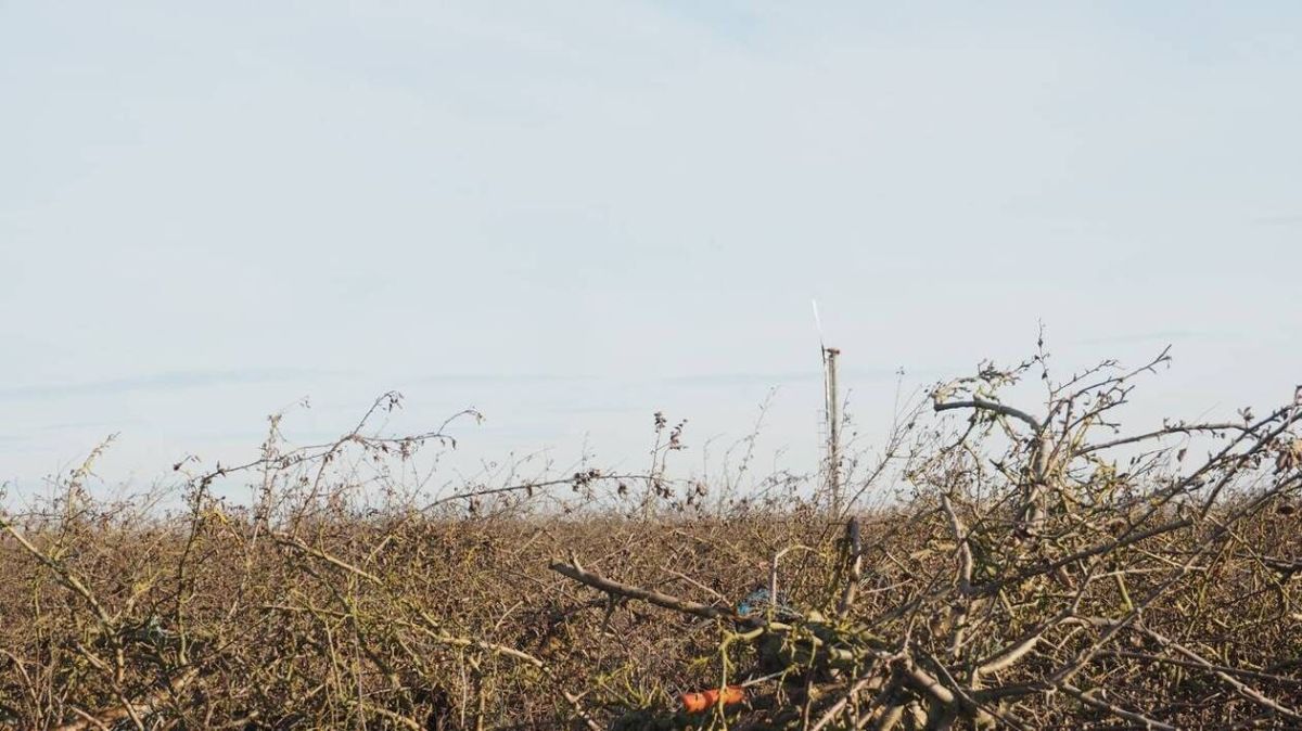 Les vergers du Sud face à un refus pour un brûlage massif : une situation sous tensions