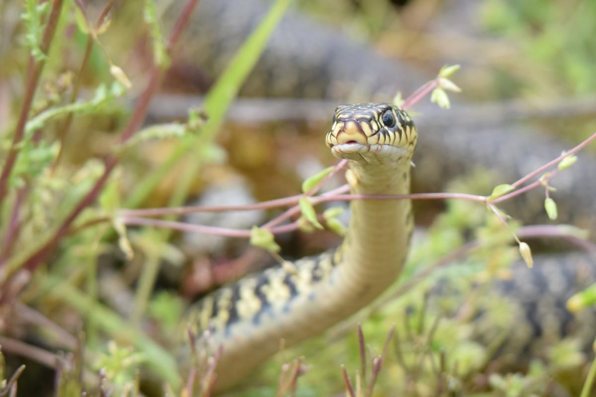 Un serpent provoque une coupure de courant à Agen : un lycée dans le noir