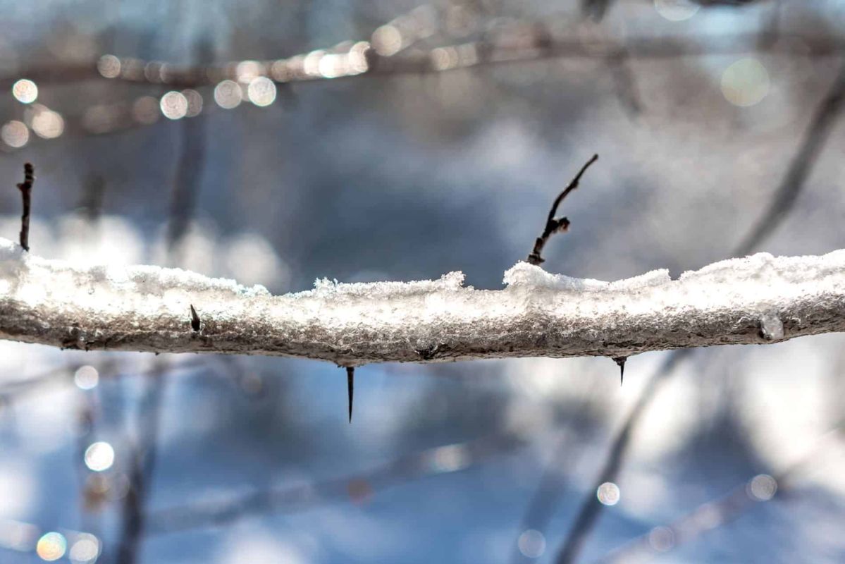 Dites adieu aux ronces : une méthode naturelle pour leur élimination efficace