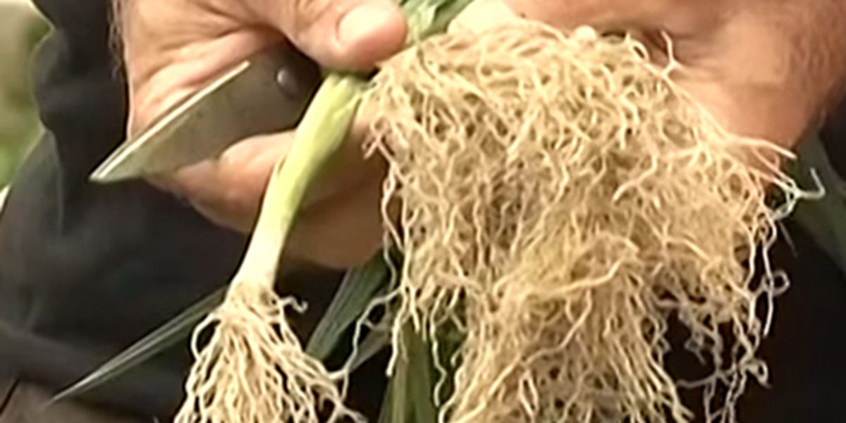 Secrets de jardinage : réussir le repiquage des poireaux d'hiver