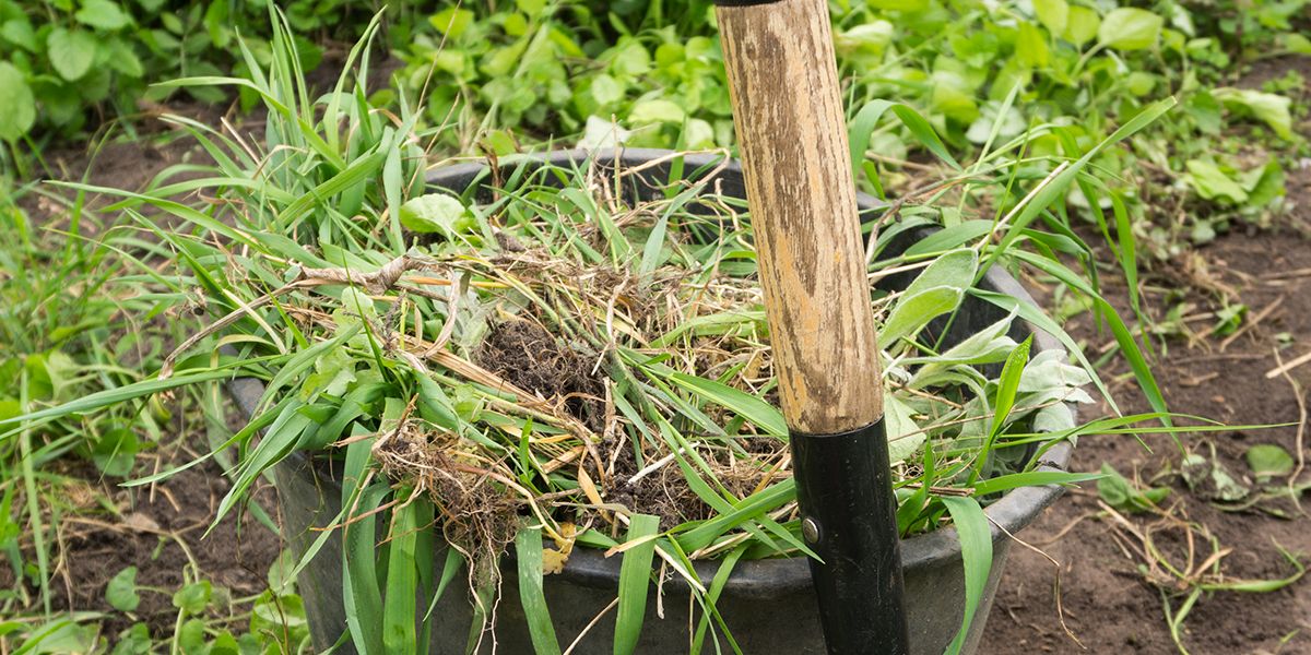 Désherber votre jardin sans glyphosate : 7 techniques écologiques à découvrir