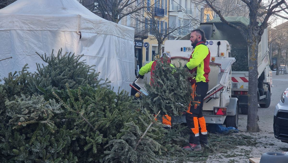 Valence transforme ses sapins de Noël en trésors pour les jardins