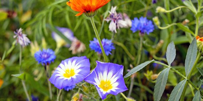 Transformez votre jardin avec un gazon japonais fleuri et coloré