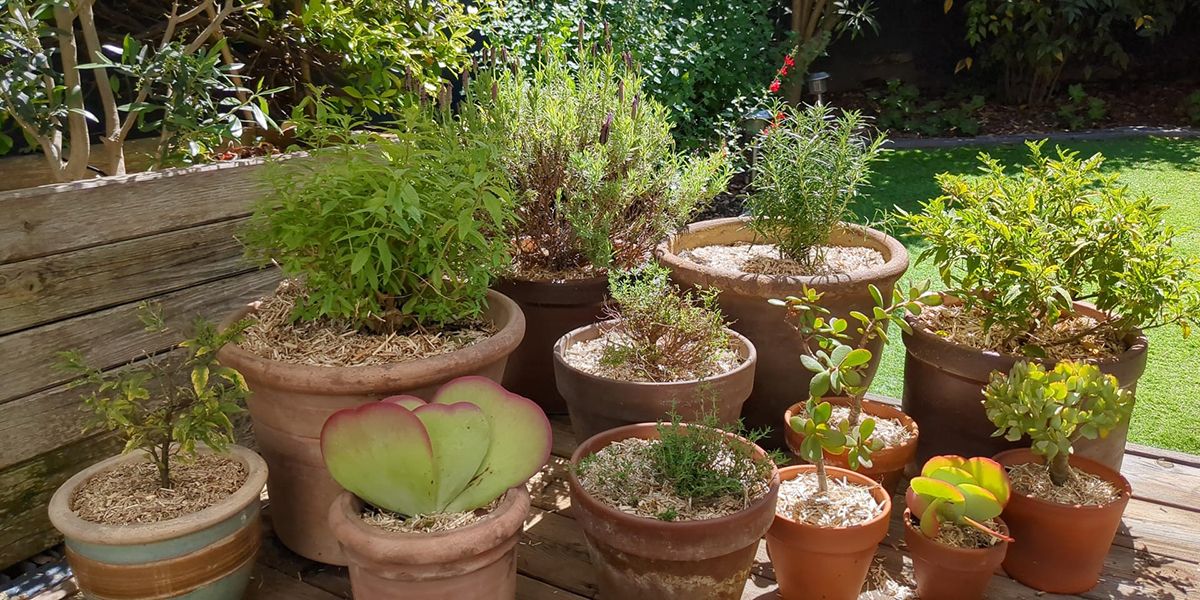 Transformez votre terrasse en un jardin de pots éblouissant