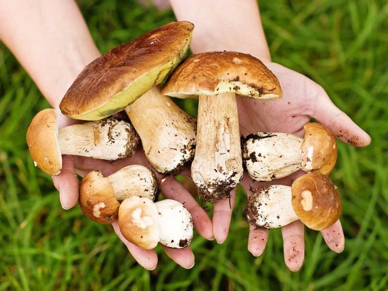 Champignons : attention aux dangers cachés !