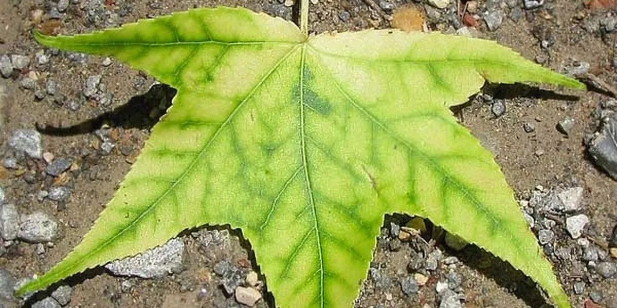 Comprendre la chlorose ferrique : causes et solutions biologiques