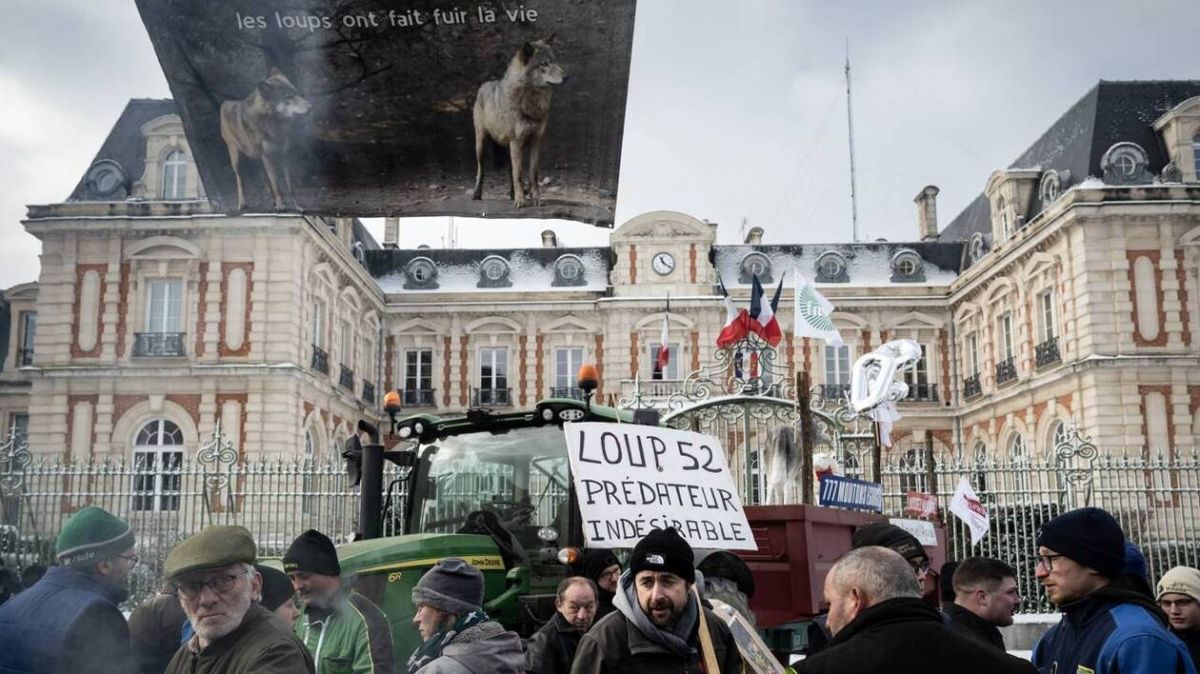 Une nouvelle attaque de loup fait 26 agneaux de moins en Haute-Marne
