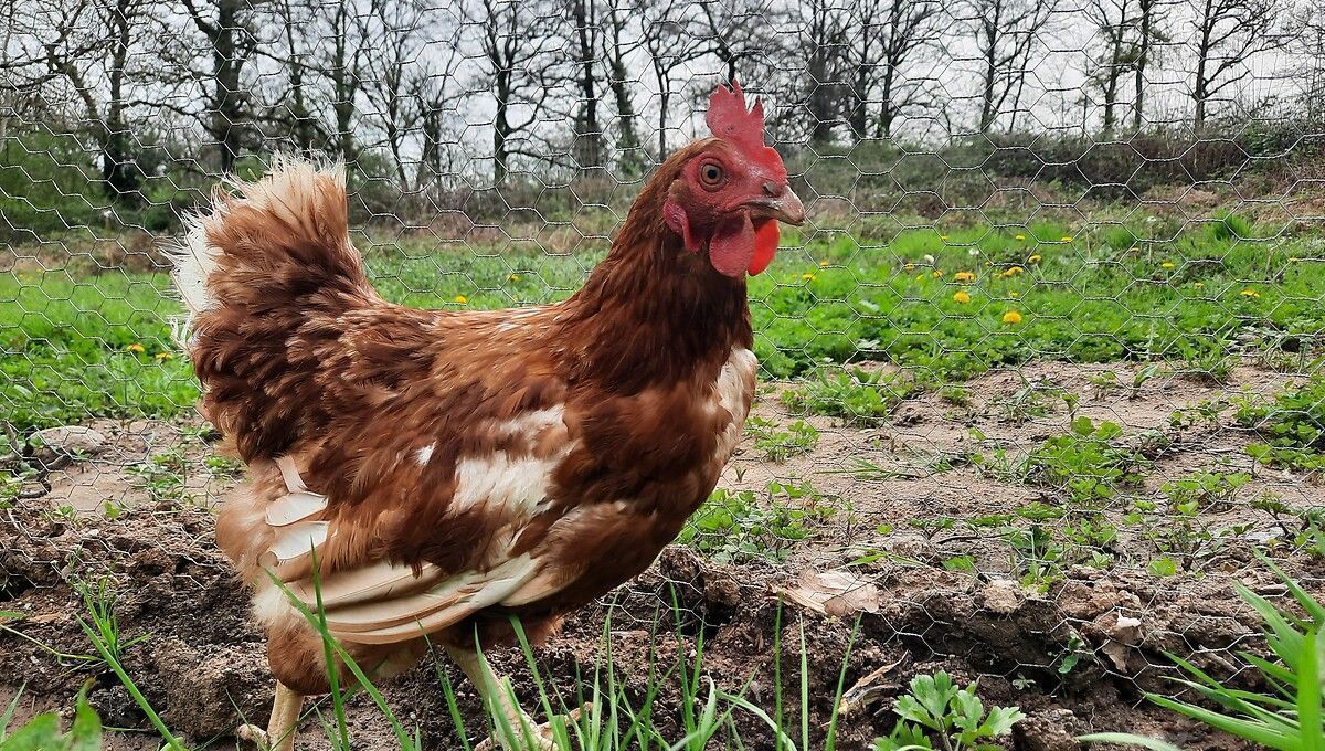 Une nouvelle alerte de grippe aviaire en Gironde : ce qu'il faut savoir