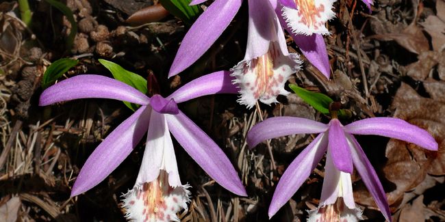 Découvrez la pléione, cette orchidée semi-rustique au charme délicat