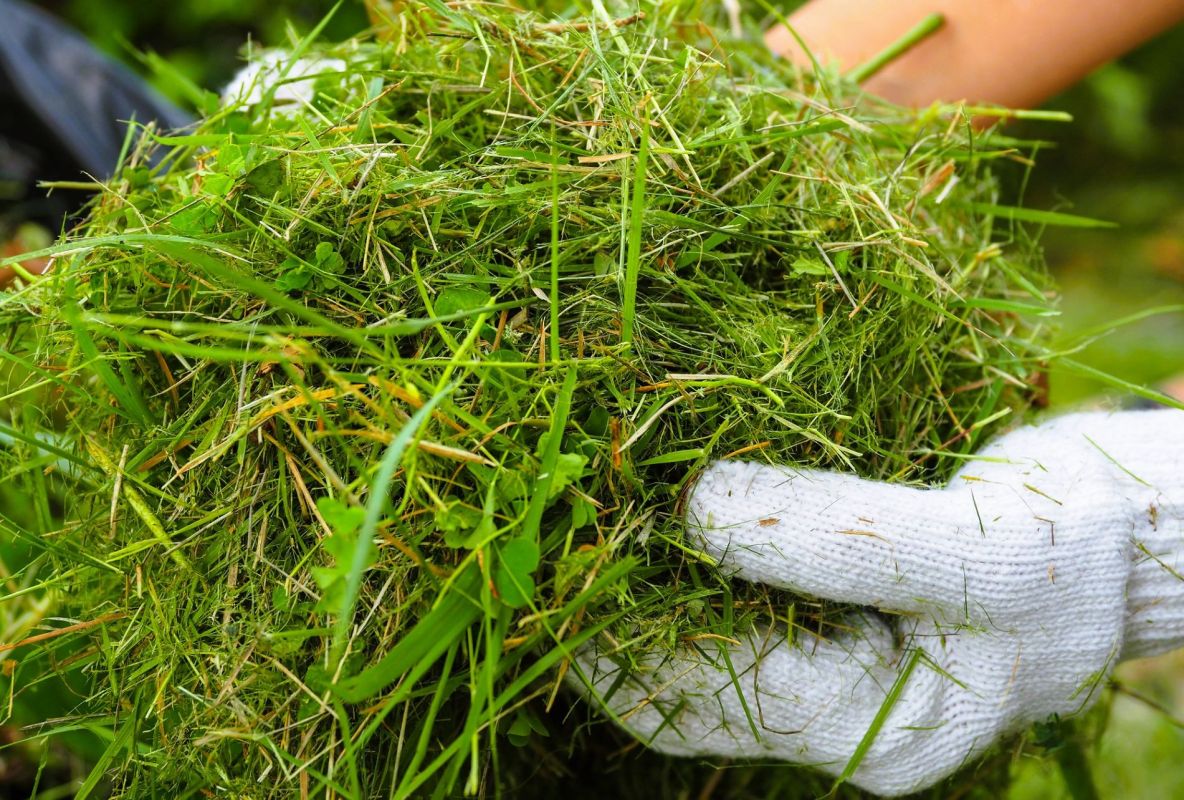 Le mulching : un allié précieux pour votre pelouse, à condition de bien l’utiliser