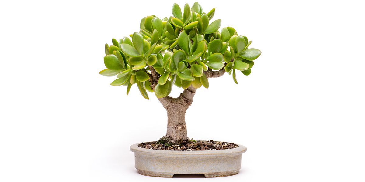 Bien s'occuper de son arbre de Jade en bonsaï : techniques essentielles