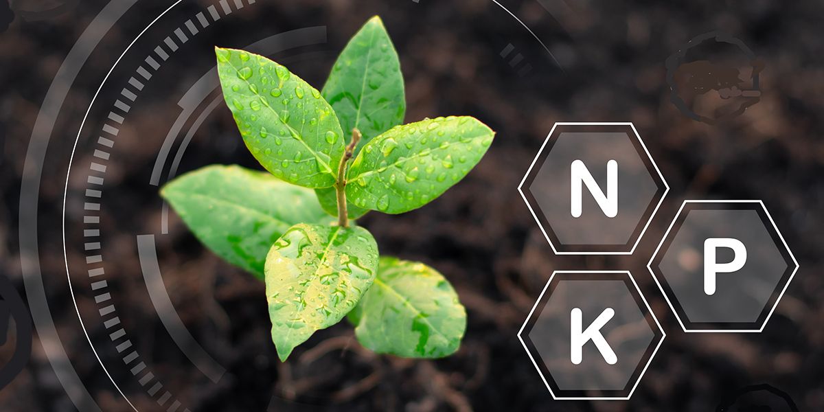 Comprendre les engrais NPK : avantages, limites et meilleures pratiques