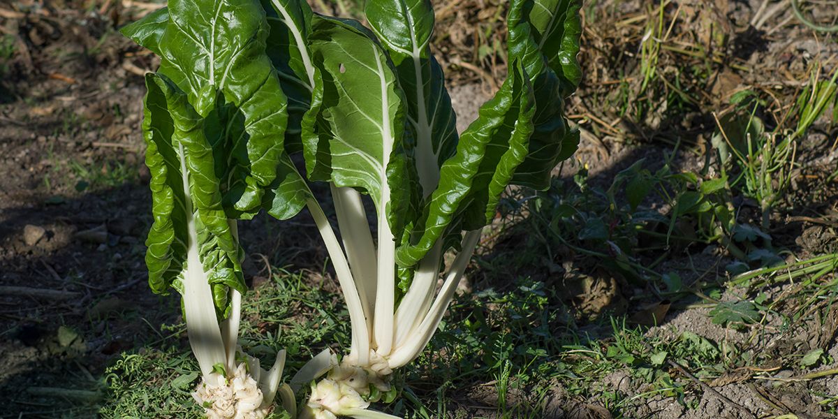 La poirée à cardes (Beta vulgaris var. cicla), bette ou blette