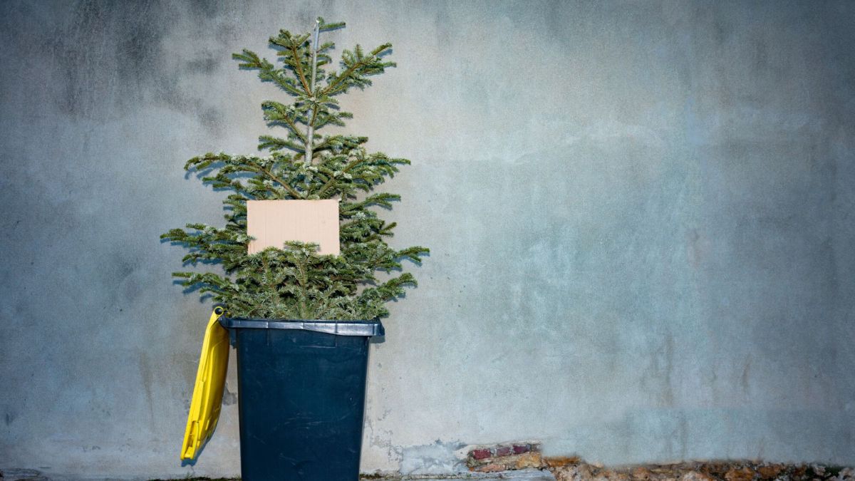 Que faire de votre sapin après Noël : les règles à connaître