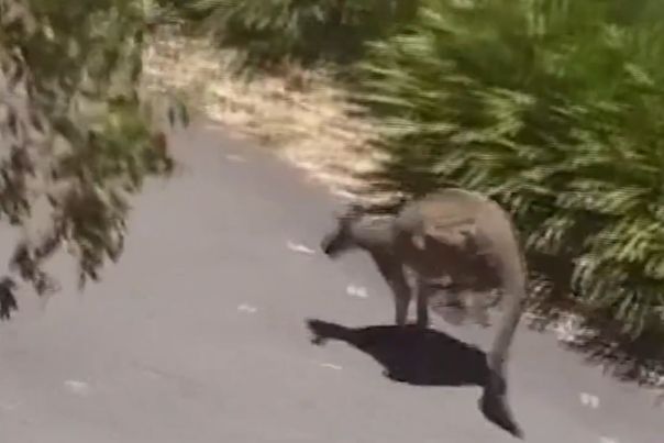 Des kangourous perturbent le Tour Down Under : la chute inattendue de Jay Vine