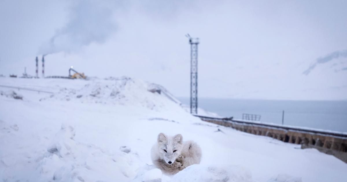 Le Svalbard, nouvel épicentre de la rivalité géopolitique en Arctique