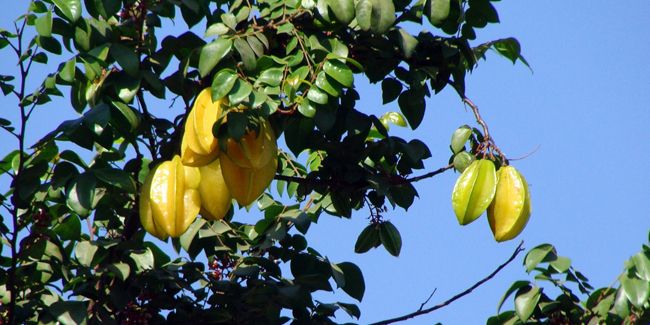 À la découverte de la carambole, ce fruit étoile aux multiples délices