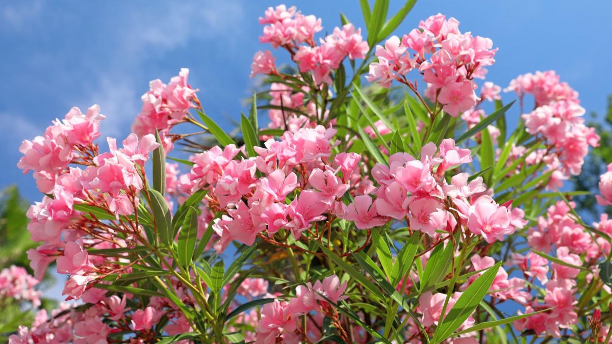 Cultiver le laurier-rose : secrets d'entretien et pièges à éviter