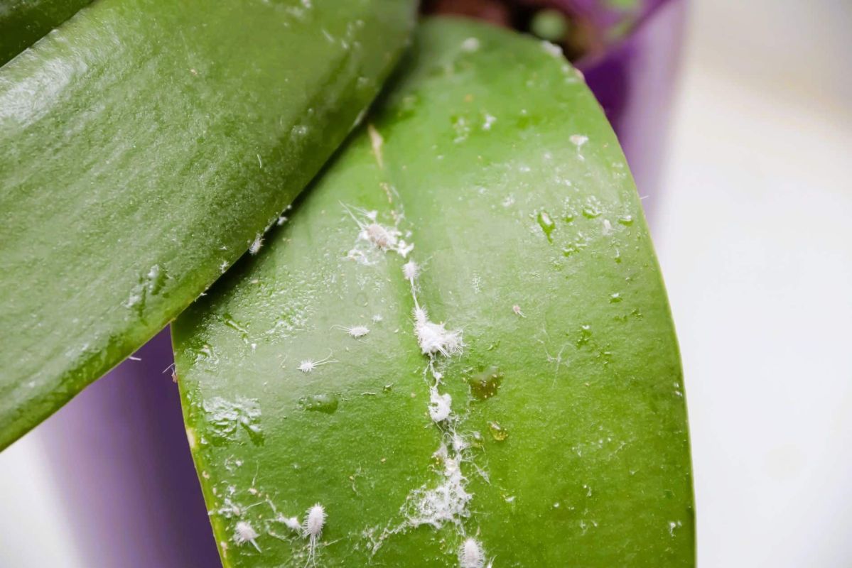 des fils blancs sur l'olivier : alerte cochenille, agissez vite pour le sauver