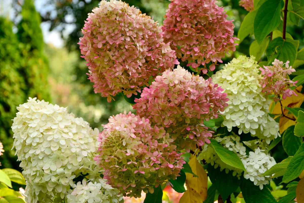 Ne taillez pas vos hortensias en automne : l’erreur qui prive de fleurs