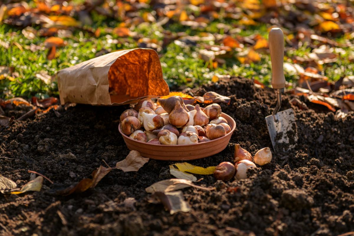 la narcisse, bulbe le plus parfumé à planter dès aujourd'hui pour un printemps enchanteur