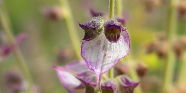 La sauge sclarée : une plante au potentiel insoupçonné
