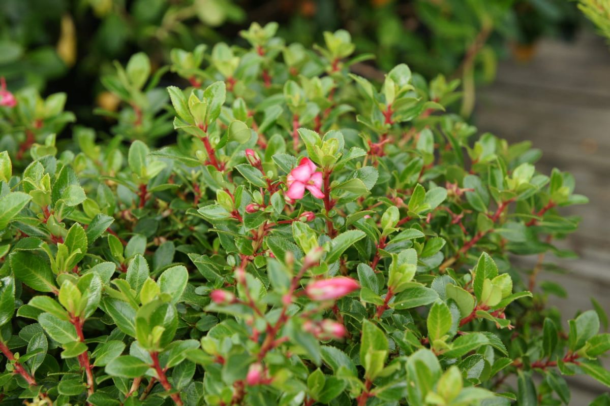 escallonia, le buisson côtier qui illumine haies et balcons