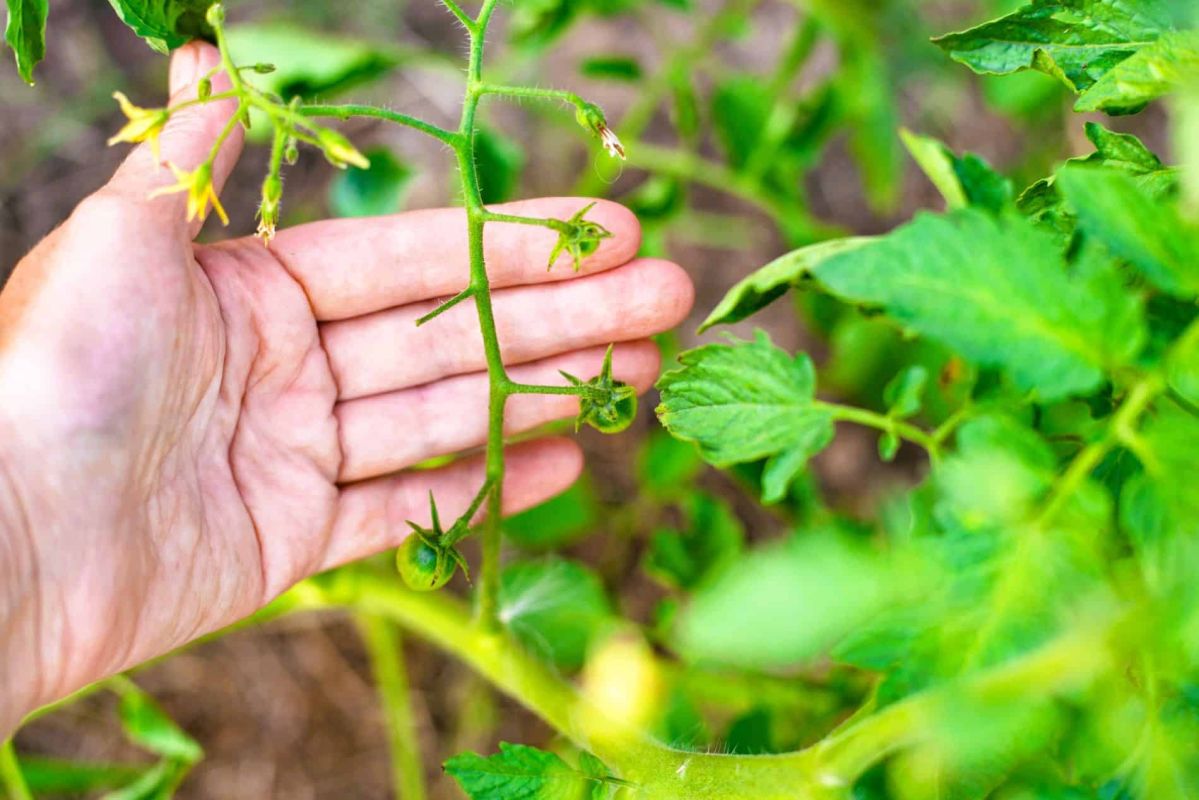 Un geste simple ce week-end pour relancer vos tomates qui végètent