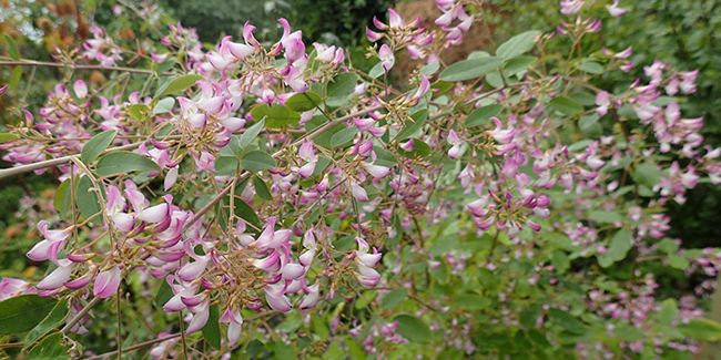 Campylotropis macrocarpa, l'arbuste aux floraisons d'automne qui séduisent