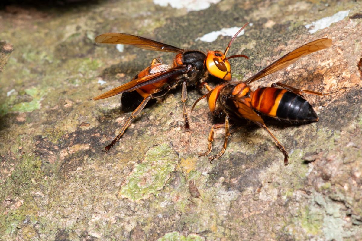 frelons dans le jardin : attention à cette cachette souvent négligée