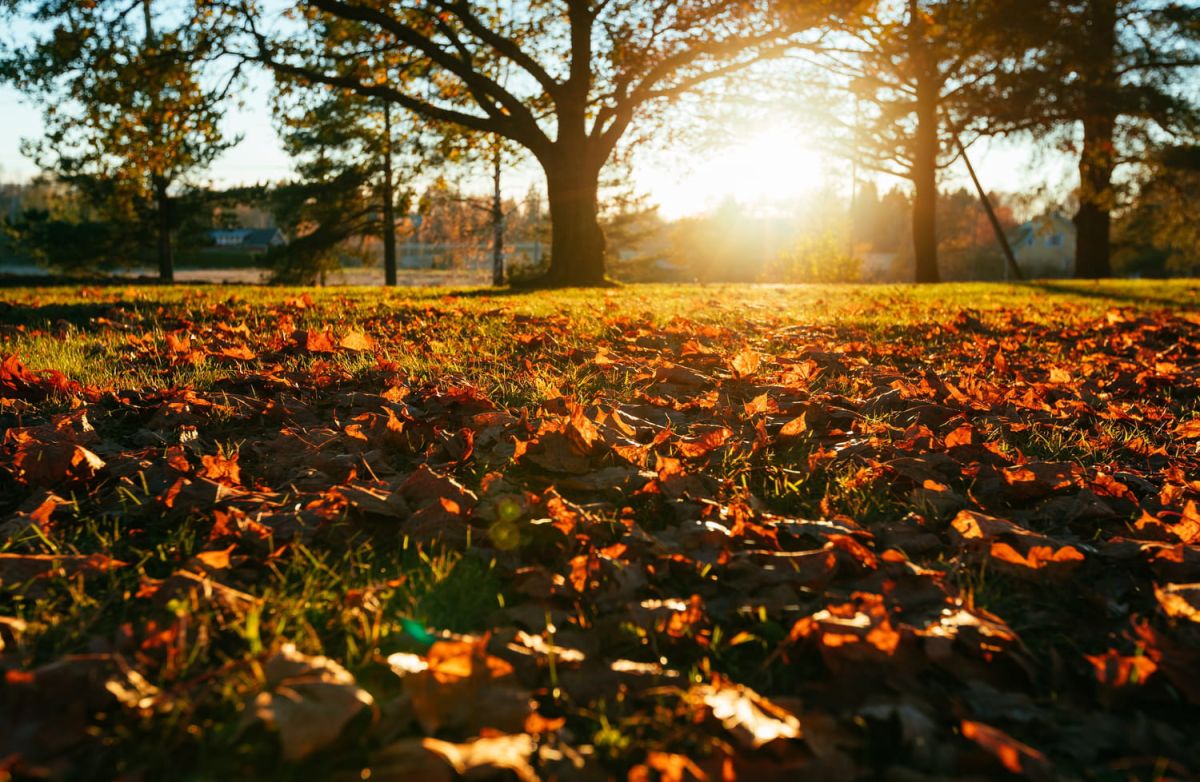 Le geste indispensable à faire au jardin avant l'automne pour renforcer vos plantes