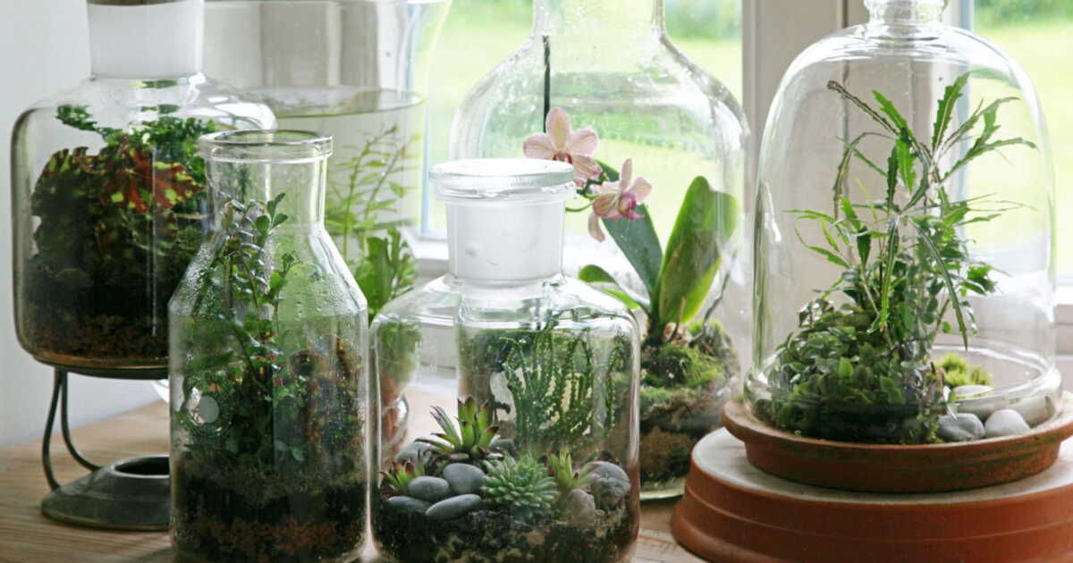 un jardin en bocal : créez un mini-paysage vivant chez vous