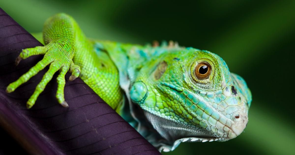 Quand le froid fait chuter les iguanes de Floride