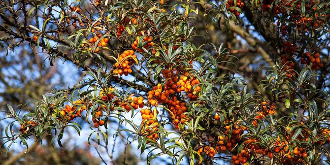 L'argousier, une merveille de la nature aux multiples atouts