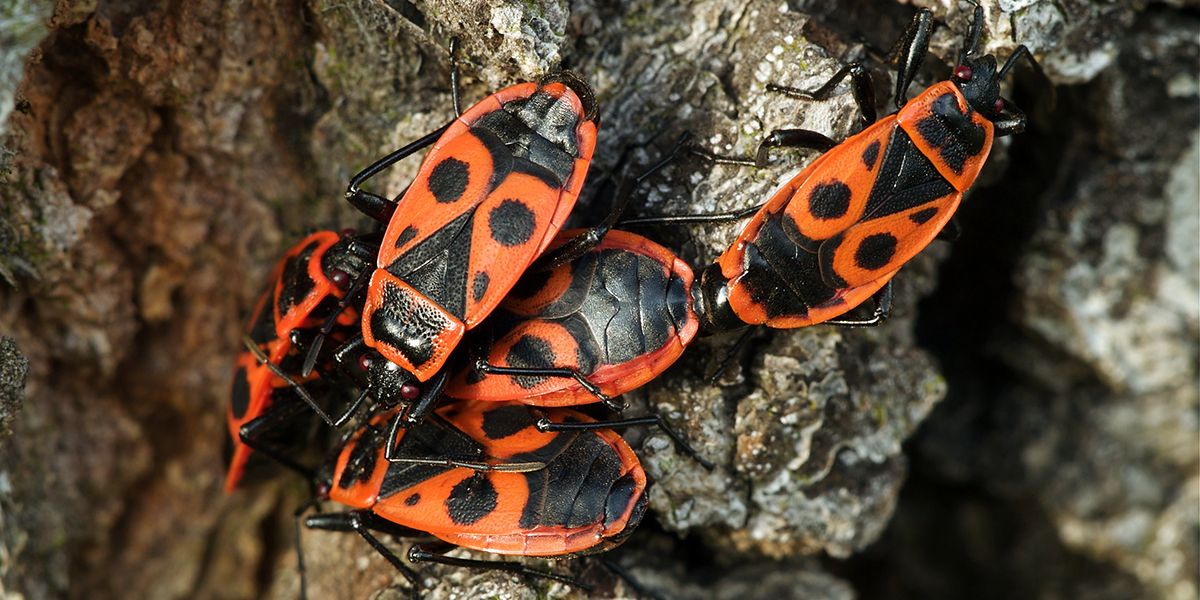 Le gendarme, ami du jardinier : faut-il vraiment s'en inquiéter ?