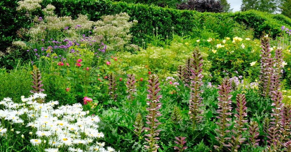 Quand et où planter l’acanthe pour en profiter pleinement