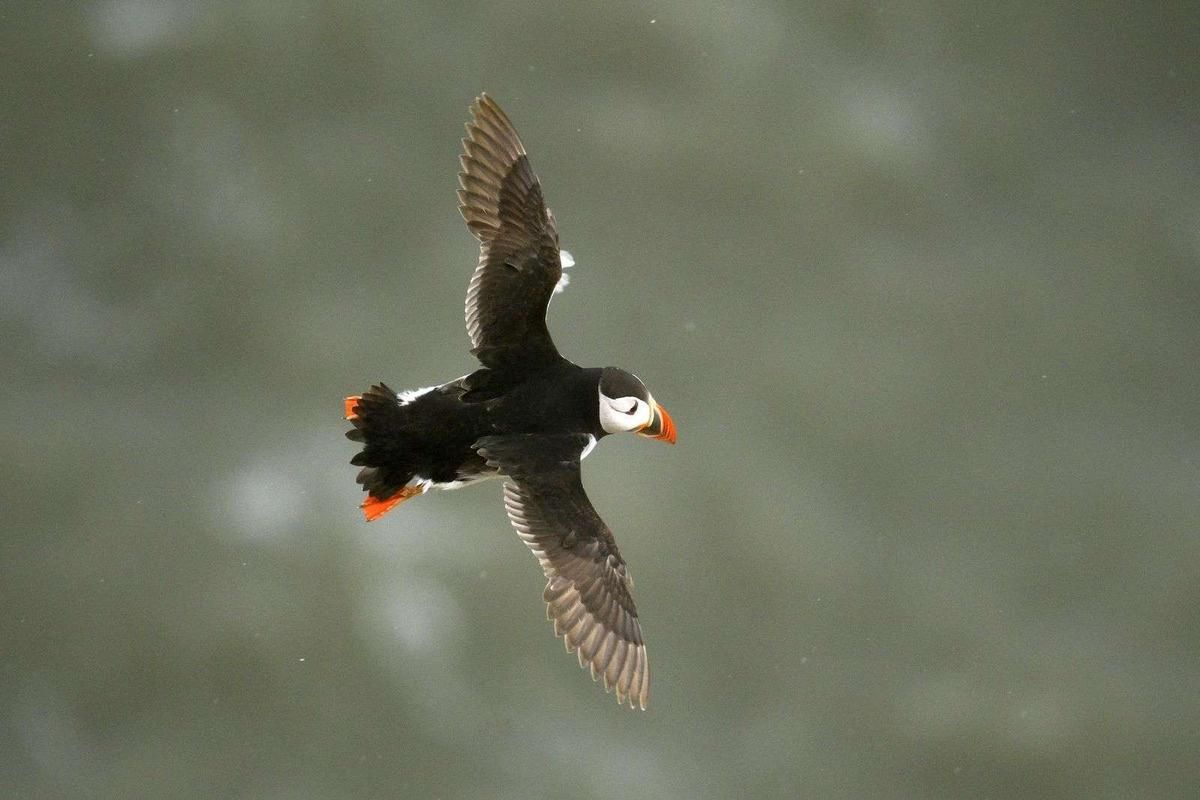 Le drame écologique du bassin d’Arcachon : des oiseaux emportés par la tempête Nils