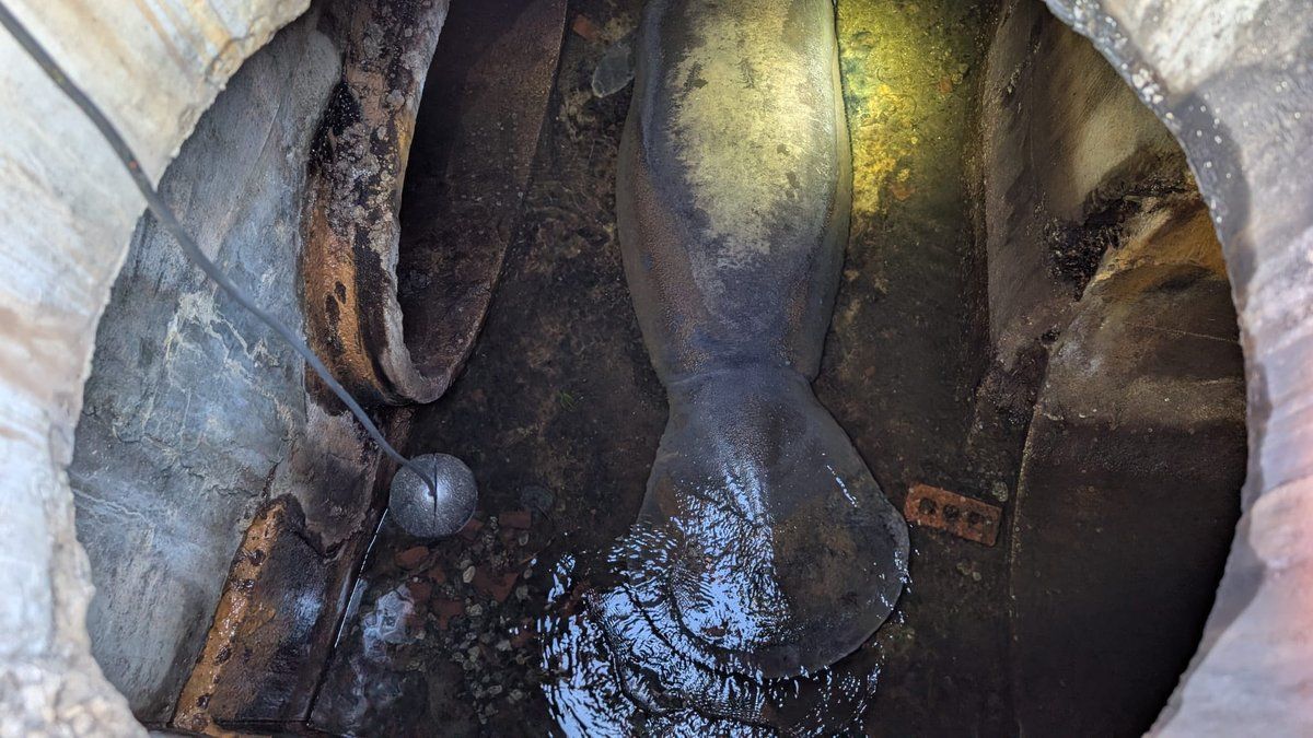 Un lamantin de 180 kg sauvé des égouts de la ville