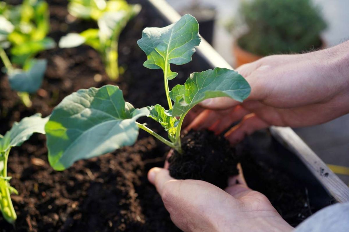 Les légumes à semer avant juillet pour un potager florissant