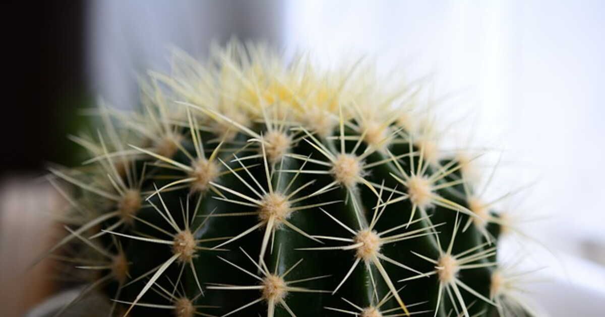 L'art des cactus : soins essentiels pour l'hiver