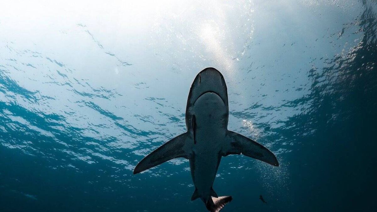 Un requin dormeur filmé pour la première fois en Antarctique : une découverte fascinante