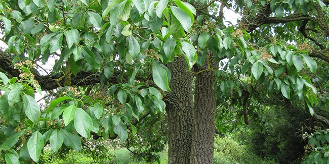 À la découverte du cabrillet de Dickson (Ehretia dicksonii)