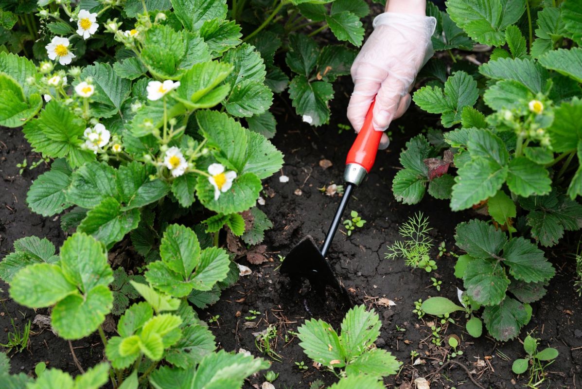 Des astuces incontournables pour une floraison réussie des fraisiers