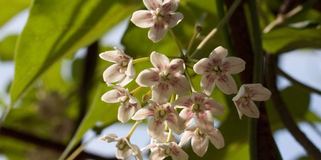 La drégée de Chine : une plante grimpante à découvrir