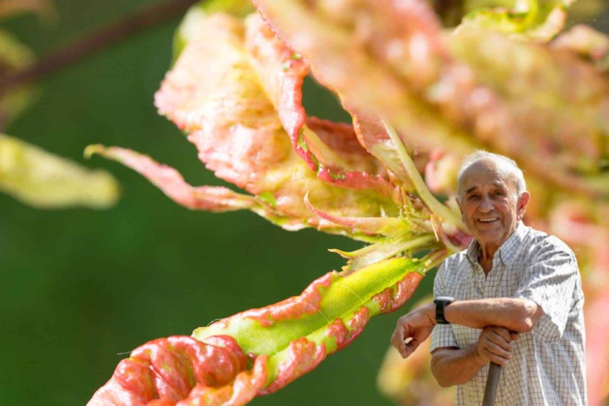 Les secrets des jardiniers d'antan pour protéger le pêcher de la cloque