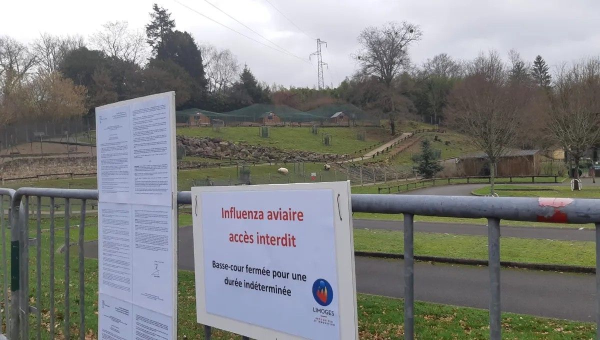 Limoges assouplit ses mesures face à la grippe aviaire : une vigilance étendue